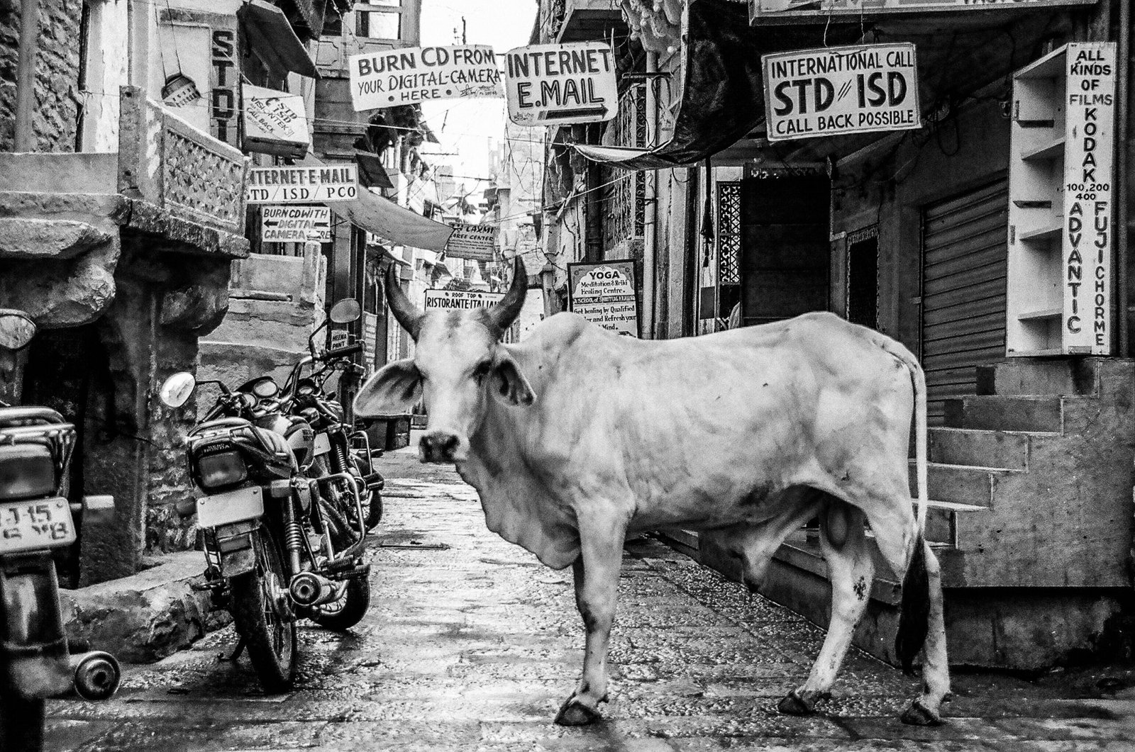cattle at the street near motorcycle during day